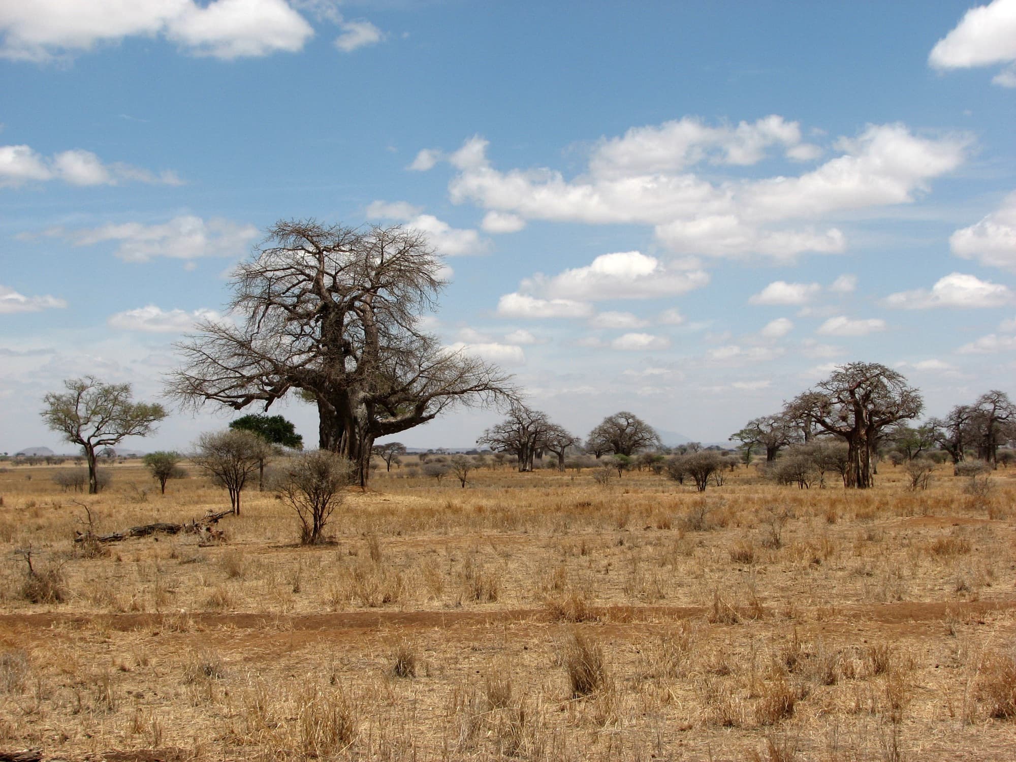 Baobab trees on the savanna